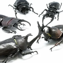 F-toys Insect Hunter Rhinoceros Beetle X Stag Beetle 1 BOX 10 Pcs. Set -Kotobukiya shop 4582138603484 4 45707.1537416648