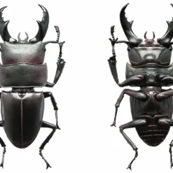 F-toys Insect Hunter Rhinoceros Beetle X Stag Beetle 1 BOX 10 Pcs. Set -Kotobukiya shop 4582138603484 5 95753.1537416650
