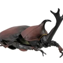 F-toys Insect Hunter (10 Pcs Box) -Kotobukiya shop 4582138604641 487a9d453b17df7771909b68f19c8880 27909.1627978999