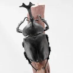 F-toys Insect Hunter (10 Pcs Box) -Kotobukiya shop 4582138604641 5a496e35c671adbeb4dd67a095c24aff 09251.1627979000