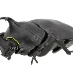 F-toys Insect Hunter (10 Pcs Box) -Kotobukiya shop 4582138604641 6e51500f4eba0a28ae1bb8505b3931b4 60212.1627978999