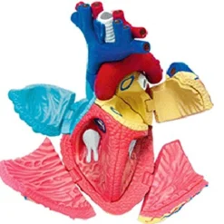 Aoshima 79324 4D Vision Human Anatomy Model No.10 Heart Non-scale Kit -Kotobukiya shop 4905083079324 0e3310ca4490a3516c221a0ce0771247 74115.1562310887