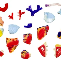 Aoshima 79324 4D Vision Human Anatomy Model No.10 Heart Non-scale Kit -Kotobukiya shop 4905083079324 73ac7ee3f37645451ca0850d7568796f 90252.1562310888