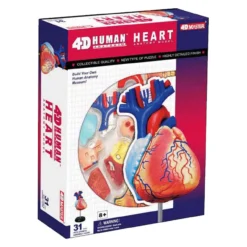 Aoshima 79324 4D Vision Human Anatomy Model No.10 Heart Non-scale Kit -Kotobukiya shop 4905083079324 79b8e368812594269d84cf50878cb203 45482.1562310889