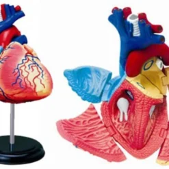Aoshima 79324 4D Vision Human Anatomy Model No.10 Heart Non-scale Kit