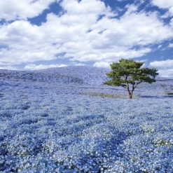 Epoch Jigsaw Puzzle 10-763 Hitachi Seaside Park Ibaraki Japan (1000 Pieces)