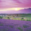 Epoch Jigsaw Puzzle 10-780 Japanese Landscape Lavender Field In Furano Hokkaido (1000 Pieces) -Kotobukiya shop 4977389107803 32752a618f11aac82cb665df85697b0e 35695.1572415561