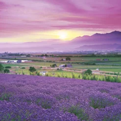 Epoch Jigsaw Puzzle 10-780 Japanese Landscape Lavender Field In Furano Hokkaido (1000 Pieces)