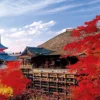 Epoch Jigsaw Puzzle 10-786 Japanese Landscape Colored Leaves Kiyomizu Temple In Kyoto (1000 Pieces) -Kotobukiya shop 4977389107865 5cbe56613b47e03e7f5e2abca939e6bb 50670.1572415726
