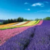 Epoch Jigsaw Puzzle 10-800 Panoramic Flower Gardens Shikisai-no-oka Hokkaido Japan (1000 Pieces) 2 Epoch Jigsaw Puzzle 10-800 Panoramic Flower Gardens Shikisai-no-oka Hokkaido Japan (1000 Pieces) -Kotobukiya shop 4977389108008 1 49594.1528945210