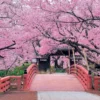 Epoch Jigsaw Puzzle 10-805 Cherry Blossom, Takato Castle, Nagano (1000 Pieces) 1 Epoch Jigsaw Puzzle 10-805 Cherry Blossom, Takato Castle, Nagano (1000 Pieces) -Kotobukiya shop 4977389108053 04626460f51b1cf4c80d7d856791cc4a 88513.1548054359
