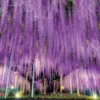 Epoch Jigsaw Puzzle 10-806 Ashikaga Big Wisteria Floribunda Tochigi (1000 Pieces) -Kotobukiya shop 4977389108060 13b406f58f065ec7564690a3606a6bed 09333.1553773501