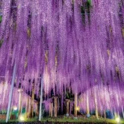 Epoch Jigsaw Puzzle 10-806 Ashikaga Big Wisteria Floribunda Tochigi (1000 Pieces)