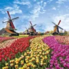Yanoman Jigsaw Puzzle 10-1342 Tulip & Windmill (Netherlands) (1000 Pieces) -Kotobukiya shop 4979817133422 1e1ad7276dc3e784d2d3f39d0b9effca 80599.1550714454