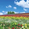 Yanoman Jigsaw Puzzle 10-1344 Furano, Flower Hill (Hokkaido) (1000 Pieces) 1 Yanoman Jigsaw Puzzle 10-1344 Furano, Flower Hill (Hokkaido) (1000 Pieces) -Kotobukiya shop 4979817133446 f826b5d5c422eb1c6a05af377d4bd637 99453.1550714753