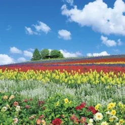 Yanoman Jigsaw Puzzle 10-1344 Furano, Flower Hill (Hokkaido) (1000 Pieces)