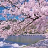 Yanoman 10-1388 Jigsaw Puzzle Arashiyama Blossom Season (1000 Pieces) -Kotobukiya shop 4979817133880 c8ea0ec217adeb66037915d40b3efa78 37757.1611121942