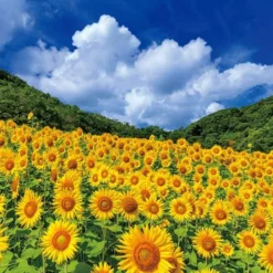 Yanoman 10-1421 Jigsaw Puzzle Summer Sky And Sparkling Sunflowers Mie Japan (1000 Pieces)