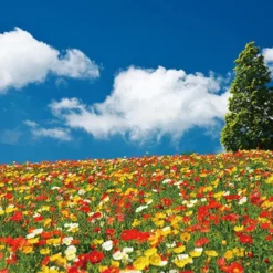 Yanoman 13-10 Jigsaw Puzzle Colorful Flower Field In Hyogo Japan (1000 S-Pieces)